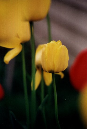 tulips