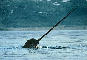 Narwhal