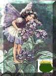 Found Fairy