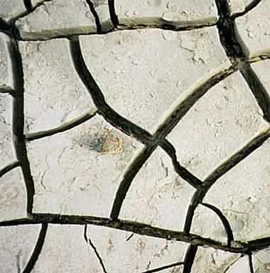 Cracked mud on the senegal river
