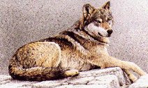 Wolf