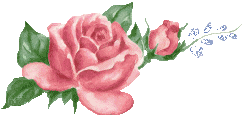 Pink Roses