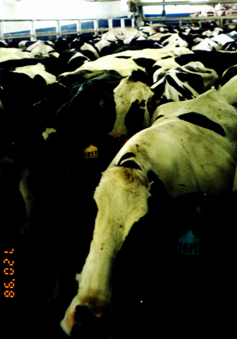 Cows in the holding area.
