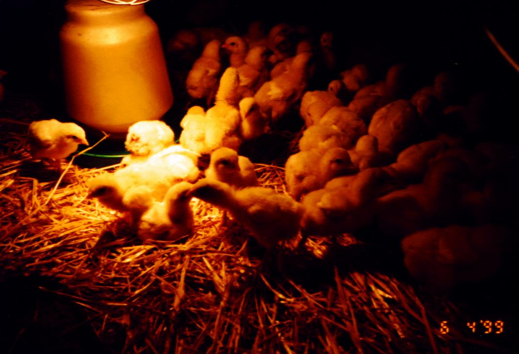 Chickens at two days of age!