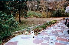 [The dreaded leaves!]