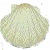 Sea Shell