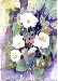 Morning Glories