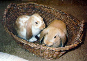 Bunnies in a basket