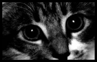 nights eyes