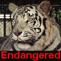 Save the Animals