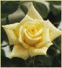 Luis Desamaro Miniature Rose