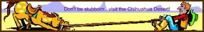 Welcome to the Chihuahua Desert