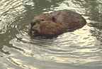 beaver
