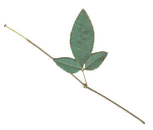 branch