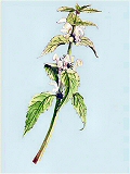 white deadnettle