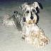Boomer, Casty's Dog