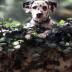 Dalmation