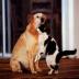 Dog and Cat