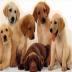 Retriever Puppies