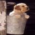 Puppy in a Pail