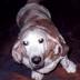 Tubbee, Dad's Basset