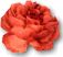 La Vie en Rose