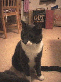 loke.gif (46750 bytes)