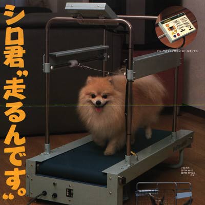 Doggie-walking treadmill