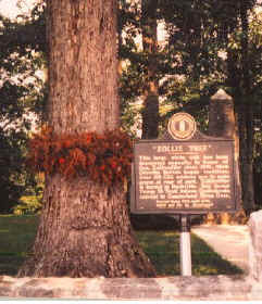 zolltree.jpg (59680 bytes)