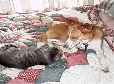 Harley and Stretch