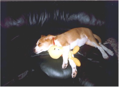 Sleepy Harley