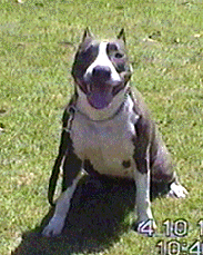 amstaff.gif