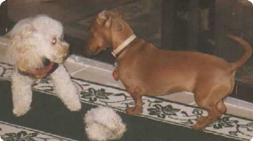 photo of Dudley and Abby