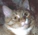 Siam the Lion Cat!