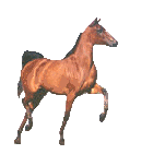 HORSE.GIF