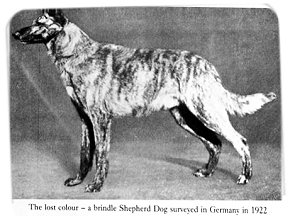 brindle.jpg (20584 bytes)
