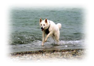 dana_run.jpg (14967 bytes)
