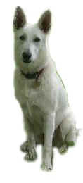 white.jpg (5495 bytes)