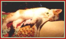 Harley as a Baby - 7463 Bytes