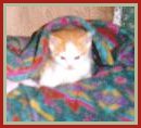 Harley 5 Weeks Old - 5140 Bytes