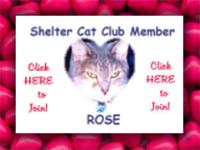 Shelter Cat Club