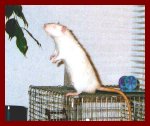 Snowball the Rat