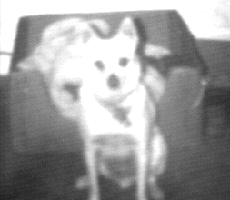 bailey in front of his bed