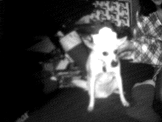 Bailey at christmastime