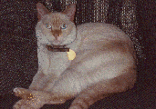 Peaches