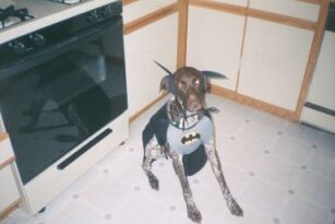 dog