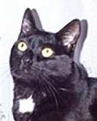[Ebony owns my next-door friends and was adopted from the shelter.]