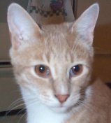 [Mickey has gone to Rainbow Bridge.]