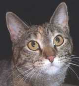 [Pansy owns my Mother-in-law and was adopted from the shelter.]