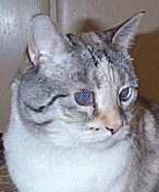 [Prissy owns my next-door friends and was adopted from the shelter.]